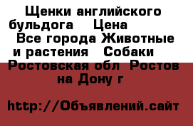 Щенки английского бульдога  › Цена ­ 60 000 - Все города Животные и растения » Собаки   . Ростовская обл.,Ростов-на-Дону г.